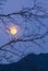 Peaceful scenery of wilderness at night. Night sky with full moon behind blurred bare branches of tree, blue mountains backgrounds