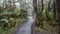 Peaceful and serene path in the forest