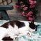 A peaceful sleeping black and white cat  with a rambling rose