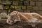 Peaceful sleeping Lynx