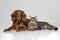 Peaceful spaniel and cat form striking contrast in serene white setting
