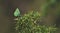 Peaceful springtime scene with green hairstreak butterfly in a evergreen forest on a juniper bush, Tirol, Austria