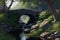 peaceful stone bridge surrounded by lush greenery, with a babbling brook in the background