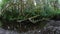 Peaceful Stream in Redwood National Park, California