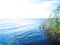 Peaceful summer day at a lake. Blue water white clouds and water plants.