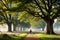 A peaceful and sun-dappled grove of ancient oak trees