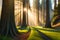 A peaceful and sun-dappled grove of towering sequoia trees