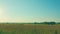 Peaceful And Sunny Landscape Of Flat Land With A Blue Sky. Cows On A Green Field And Blue Sky.