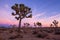 Peaceful sunset view of Joshua Tree National Park, California, featuring the iconic Joshua Trees