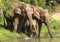 Peaceful Time for Family of Wild Elephants with Riverside