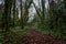 Peaceful trail inside the forest of Kilkenny, Ireland, surrounded by trees mixed with green and brown leaves in winter