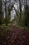 Peaceful trail inside the forest of Kilkenny, Ireland, surrounded by trees mixed with green and brown leaves in winter