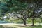 Peaceful tree (Rot Fai Park) in Thailand