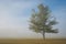 Peaceful tree in rural field