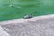Peaceful turtle taking a sunbath in Rome, Italy