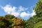 Peaceful view of tall healthy trees against light fluffy clouds in clear blue sky