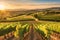 A peaceful view of a vineyard in Provence, France