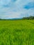 Peaceful village view. Huge farmland in the middle of a vast landscape.