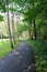 Peaceful walk through pathway lined with tall,skinny pine trees