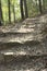 Peaceful Walkway, Beautiful forest path at hk