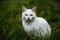 A peaceful white cat relaxing in grass, looking content and serene in natural surroundings