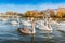 Peaceful white swans floating on the river near bridge in autumn