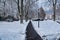 Peaceful winter scene with a snow-covered pathway surrounded by trees in the park