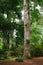 Peaceful woodland scene with tree trunk and lush foliage