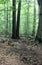 Peaceful woodsy scene with trees and well-worn path leading hikers towards the summit