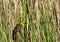Peaceful Yellow Headed Blackbird