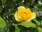 Peaceful Yellow Rose