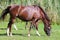 Peacefull arabian horse grazing fresh green grass