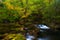 Peacefully flowing stream and autumn foliage