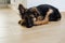 Peacefully sleeping German shepherd puppy