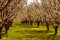 Peach and Apple Orchards in Spring Bloom