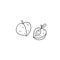 Peach or apricot outline icon. Fuit, healthy nutrition, organic food. Hand drawn line vector illustration.