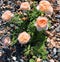 Peach blooming roses with terry petals.