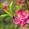 Peach blossom