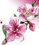 Peach blossom