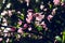 Peach blossom-Amygdalus persica L