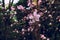 Peach blossom-Amygdalus persica L