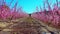 Peach blossom in Cieza La Torre in the Murcia region in Spain