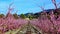 Peach blossom in Cieza La Torre in the Murcia region in Spain