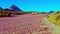 Peach blossom in Cieza La Torre in the Murcia region in Spain