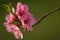 Peach blossom details