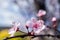 Peach blossom flowers against blue sky. Nature, fruit.