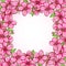 Peach blossom frame