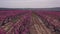 Peach blossom in Jumilla in the Murcia region in Spain