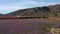 Peach blossom in Jumilla in the Murcia region in Spain