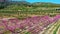 Peach blossom in Jumilla in the Murcia region in Spain